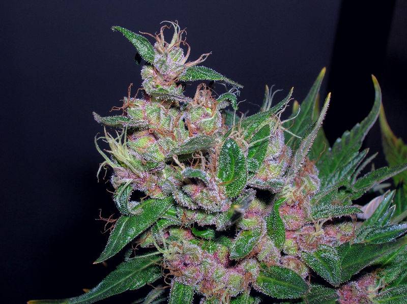 3733Blue_Mystic_bud_ID1029.jpg