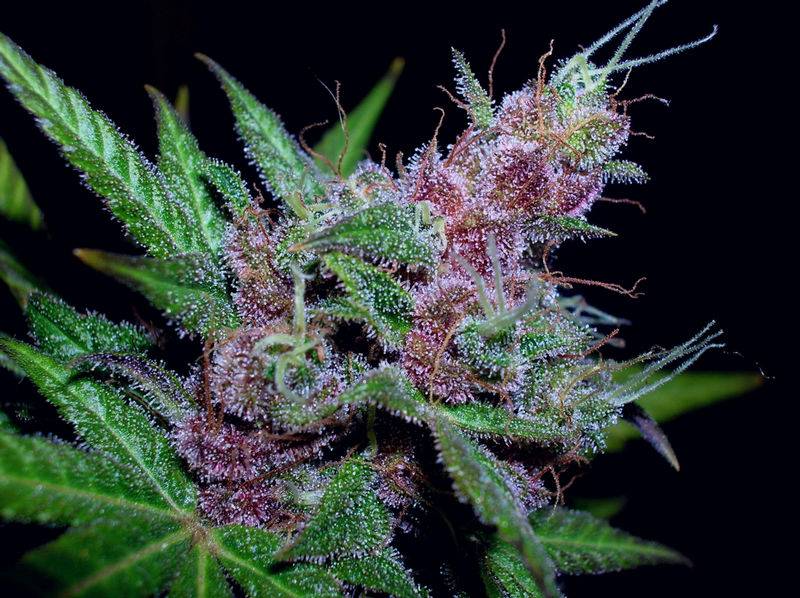 3733Blue_Mystic_side_bud_ID1029.jpg