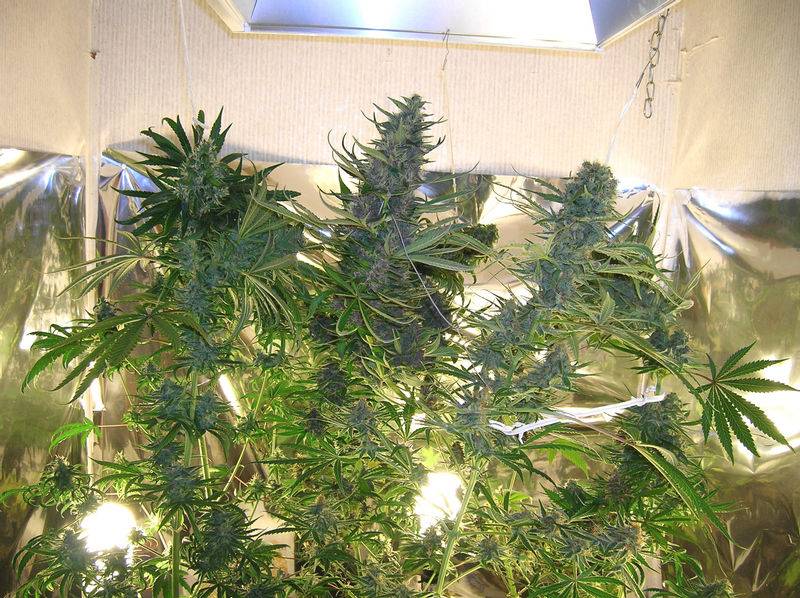 3733Growroom_ID1005_45_days_flower.JPG