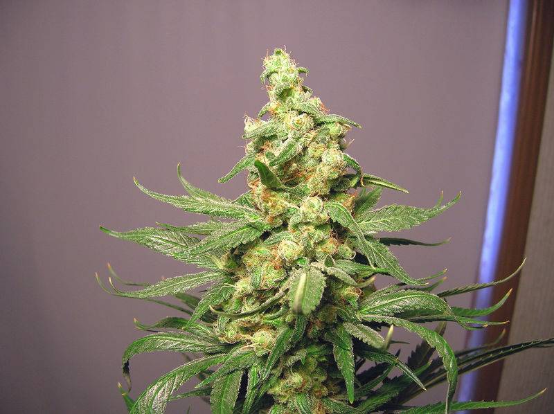 3733Nirvana_Papaya_Top_Bud.JPG