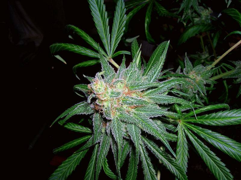 3733Nirvana_Papaya_side_bud.JPG