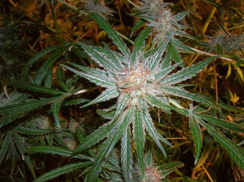 3733PineappleC99_x_Grapefruit_side_bud_45days.JPG