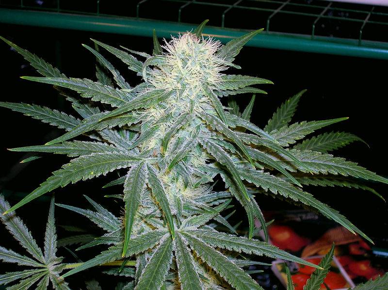 3733Pineapple_C99_x_Grapefruit_34_days_12_hrs.jpg