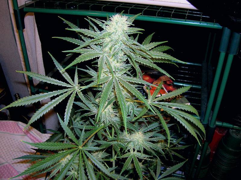 3733Pineapple_C99_x_Grapefruit_34_days_flower.jpg