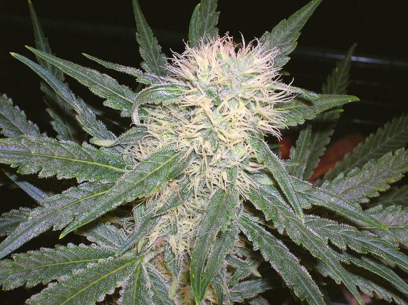 3733Pineapple_C99_x_Grapefruit_34_days_flwr.jpg