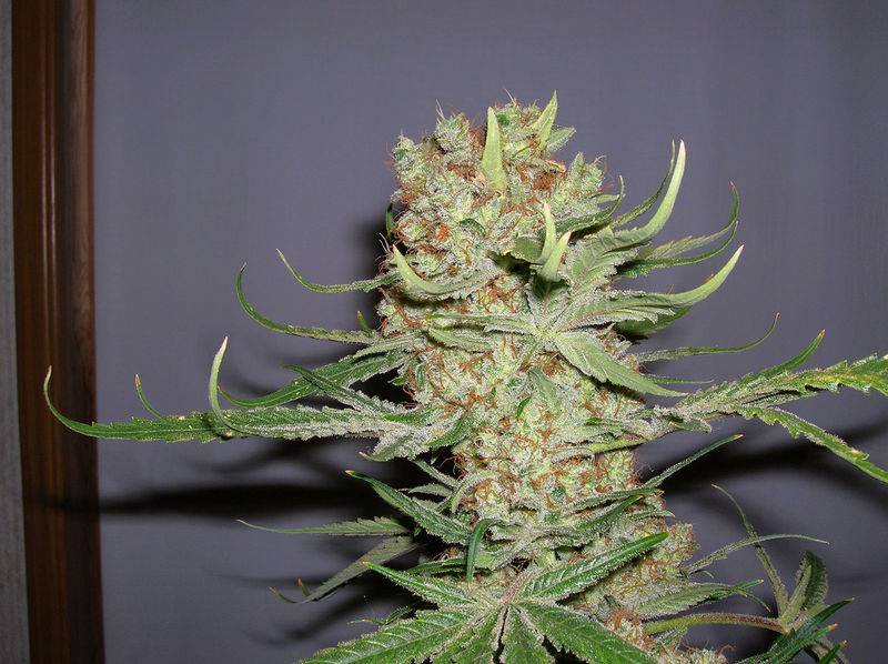 3733Pineapple_C99_x_Grapefruit_harvest_-_59_days.jpg