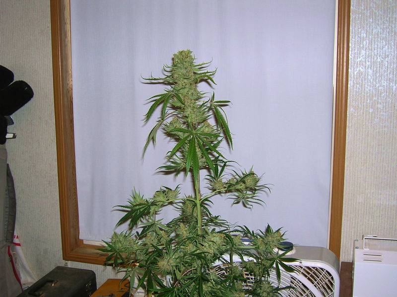 3733Pineapple_C99_x_Grapefruit_harvest_59_days.jpg