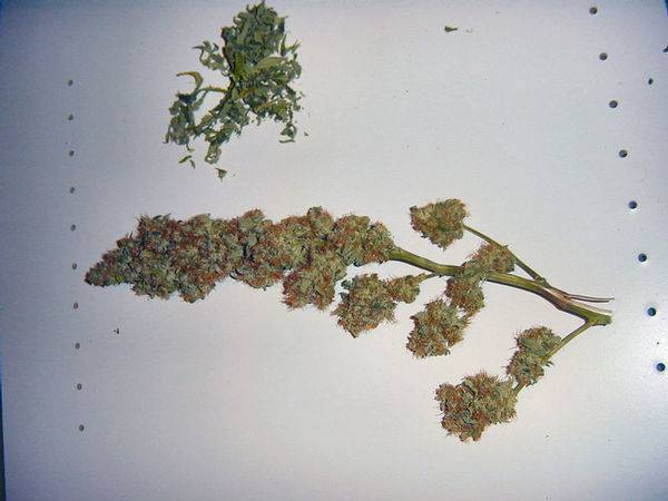 375bogglegum_harvest_shot-med.jpg