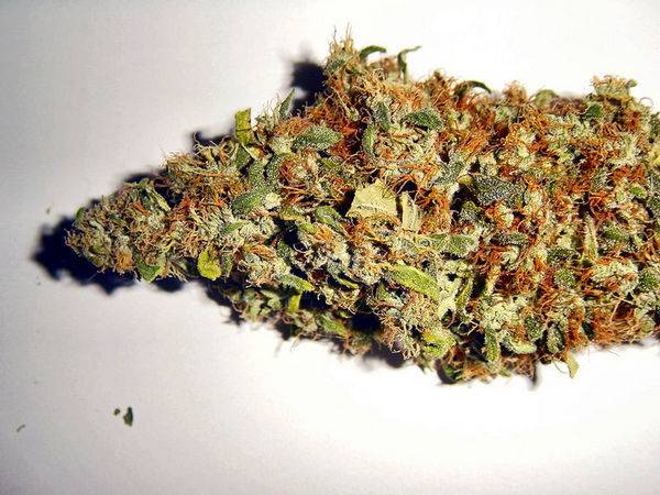 375bogglegum_harvest_shot2-med.jpg