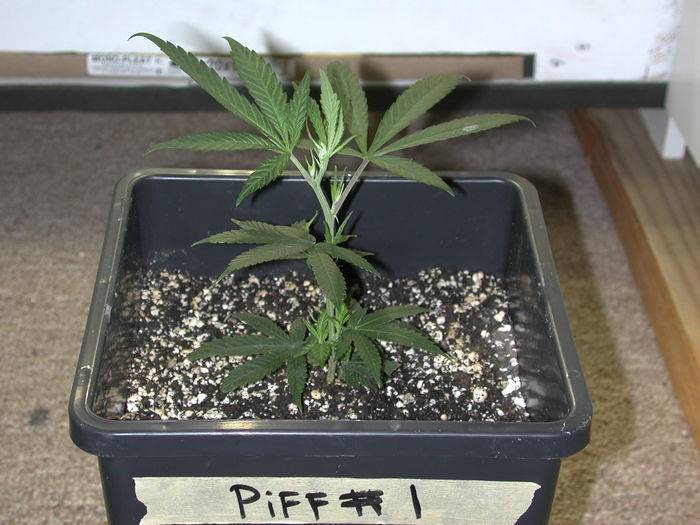 3971Piff1day1.JPG