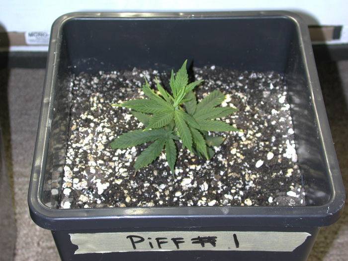 3971Piff_1day5veg.JPG