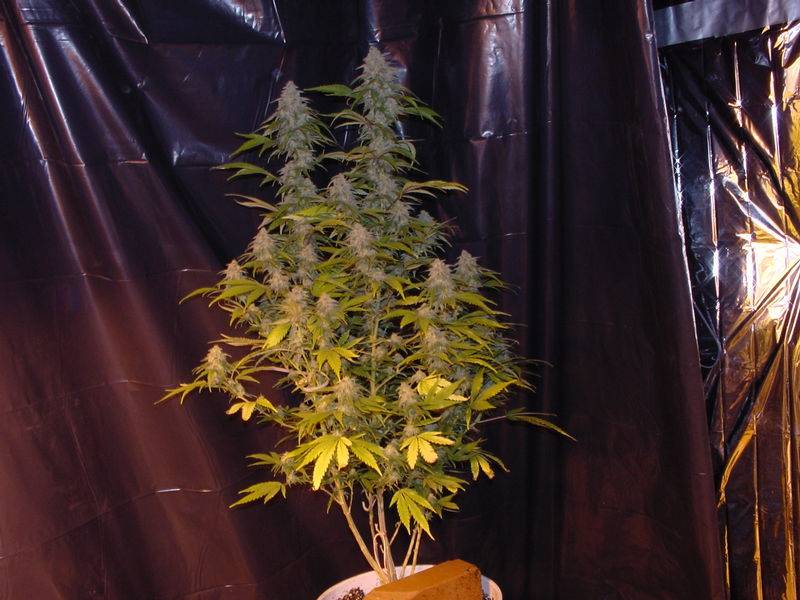 4081Plant_3_001.jpg