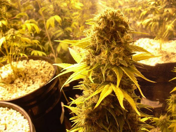 42101nirvana_big_bud_2_70_days_flower.JPG