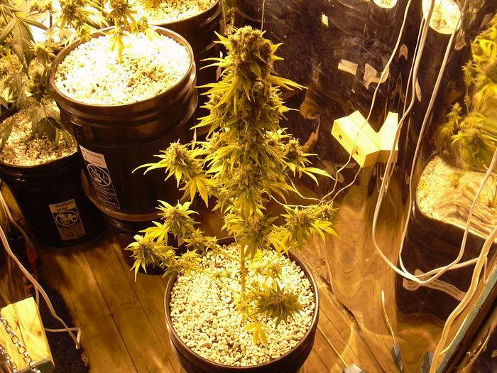 42101nirvana_big_bud_70_days_flower.JPG