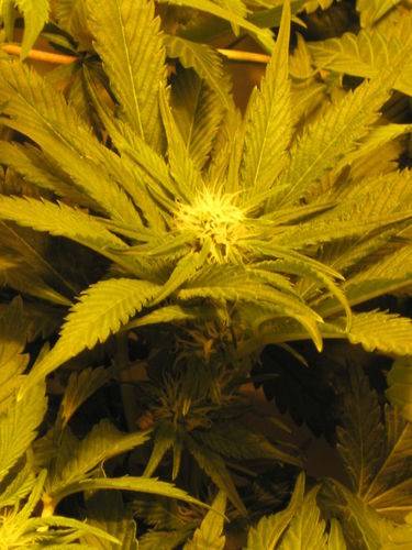 44141grow_033-med.jpg