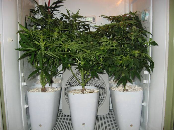 44141grow_050.jpg