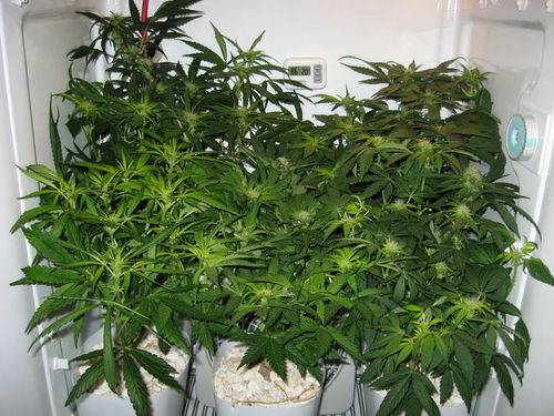 44141grow_051-med.jpg