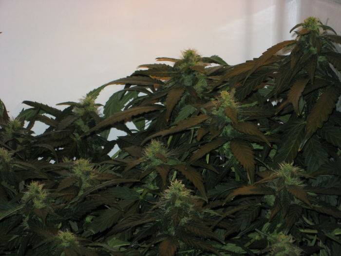 44141grow_072.jpg