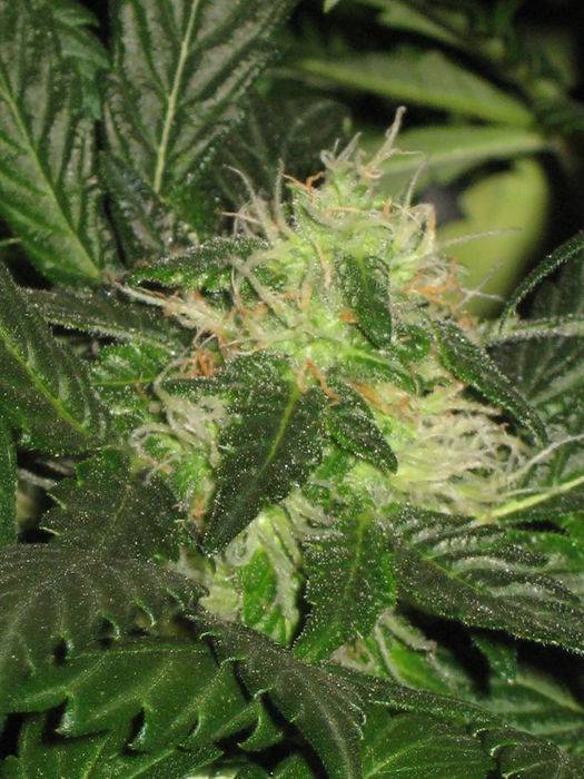 44141grow_095.jpg