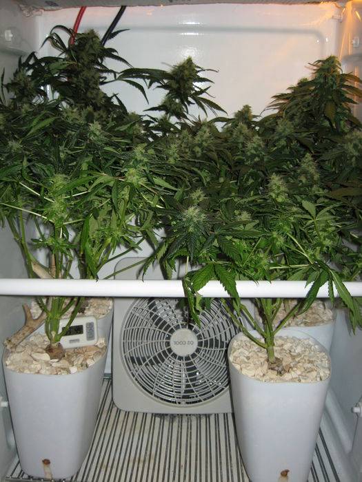 44141grow_100.jpg