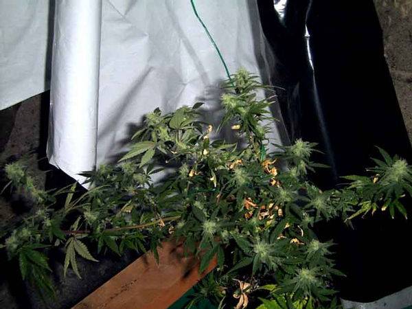 4643Arcata_Trainwreck_Oct27-med.JPG