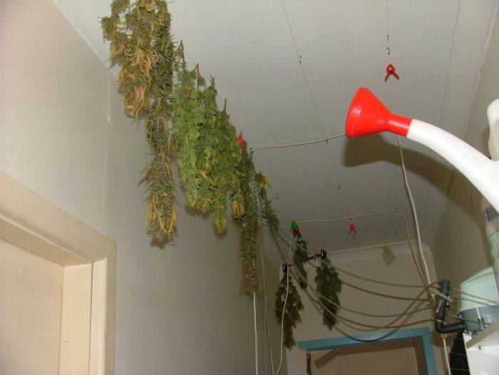 506610wk_bud_shots_drying.jpg