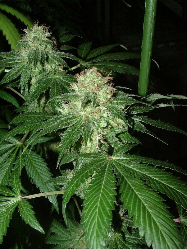 5066Afghani_8wks.jpg