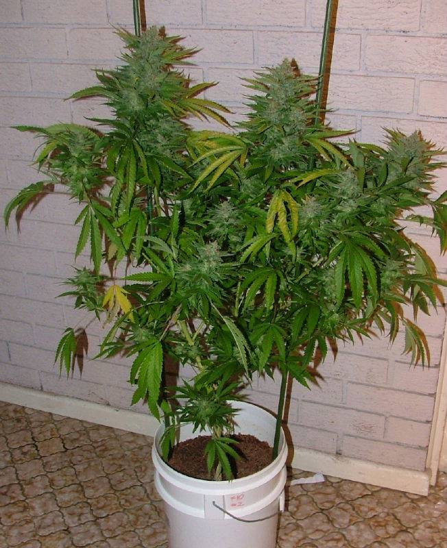 5066Grapegod_pre-harvest_007.jpg