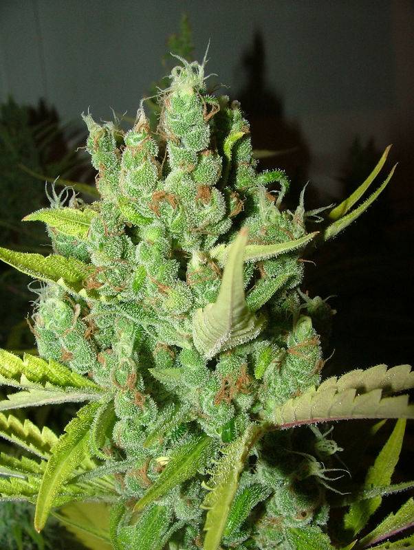 5066Love_Potion_Pre-harvest_001.jpg