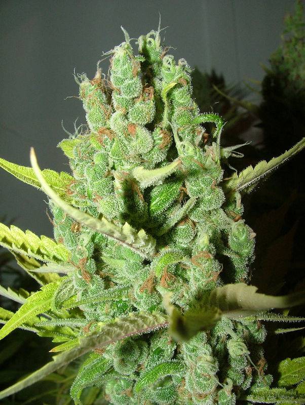 5066Love_Potion_Pre-harvest_006.jpg