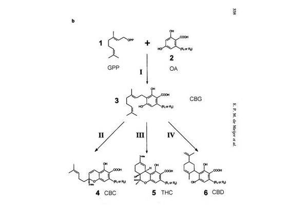 5083Cannibinoid_synthesis-med.jpg