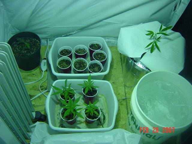 51212-28growroom.jpg