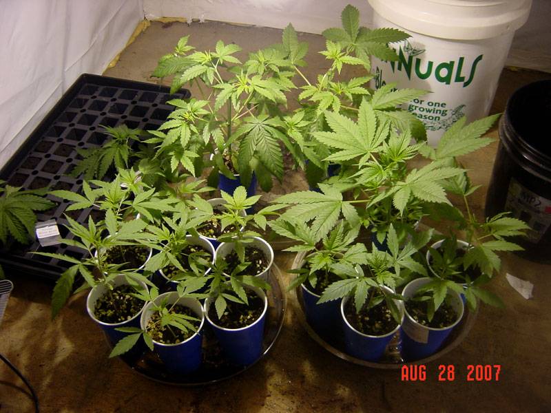 5121828seedlings.jpg