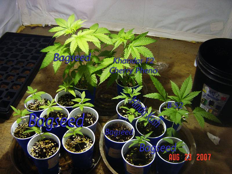 5121TD4823seedlings.jpg