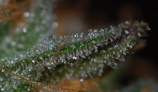 5747bubba_leaf_resin.jpg