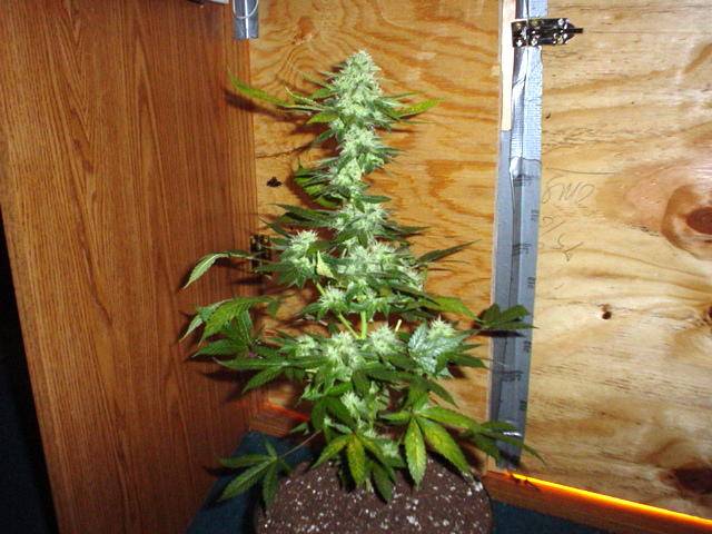 577bog_bubblegum31_days-med.jpg