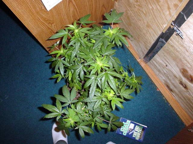 577bogglegum11days1212-med.jpg