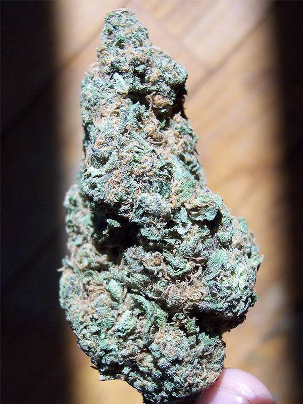 5915organic-purple-kush.jpg