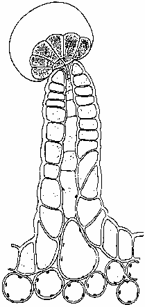 5918gland-01.gif