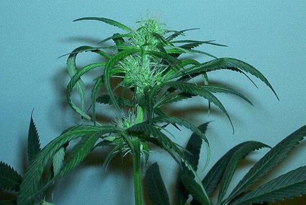 593BBsativa01_33flrbud1-med.JPG