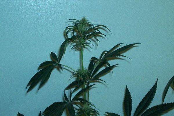 593BBsativa01_33flrbud2-med.JPG