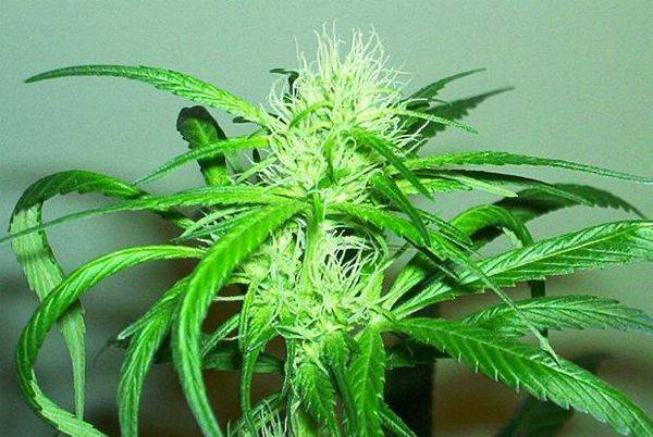 593BBsativa01_33flrbud3-med.JPG