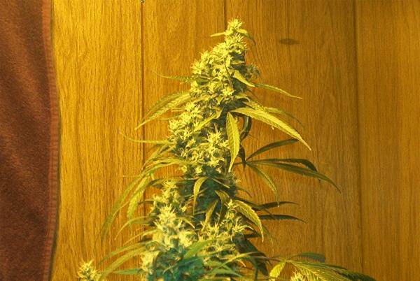 593BBsativa02_79daystopbud2.JPG