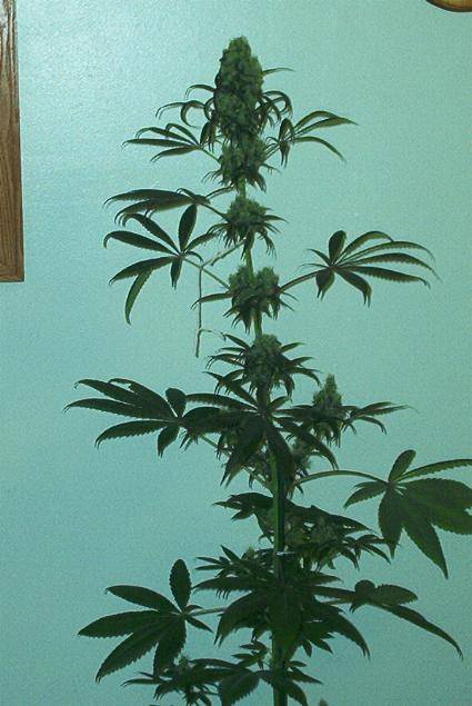 593BBsativa68dayplant.JPG