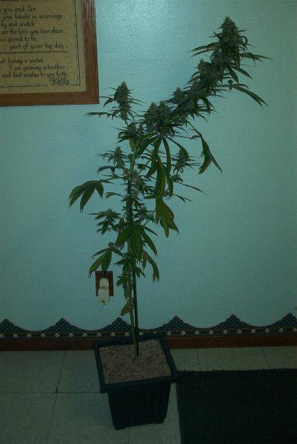 593BBsativa75dayplant.JPG