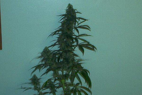 593BBsativa75dayplant2-med.JPG