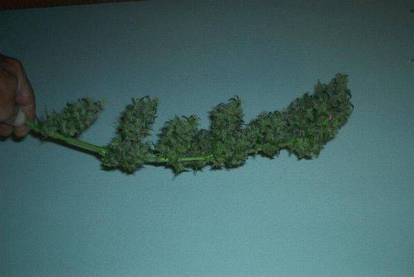 593BBsativa83daystopstick2-med.JPG