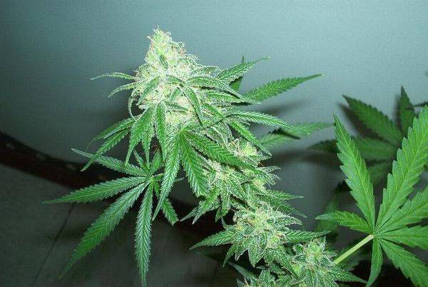 593C99budplant1_56flr-med.JPG