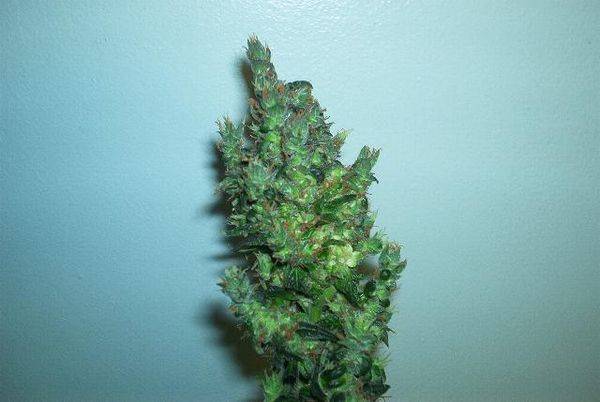 593PTK83daytopbud-med.JPG