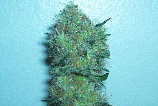 593SBcough_01bud68days-med.JPG